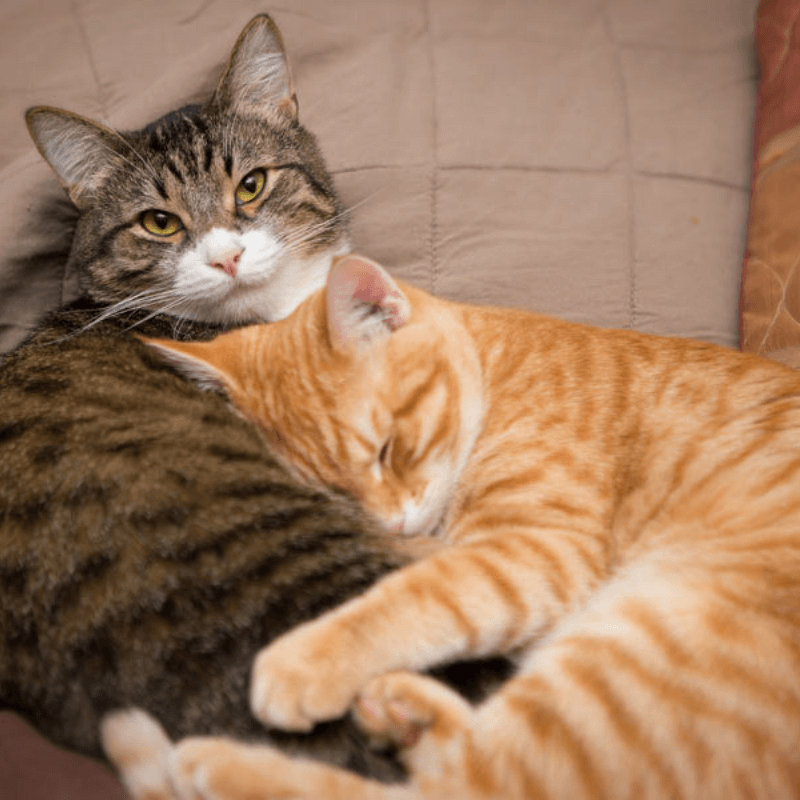 Why two cats are better than one Colorado Animal Rescue