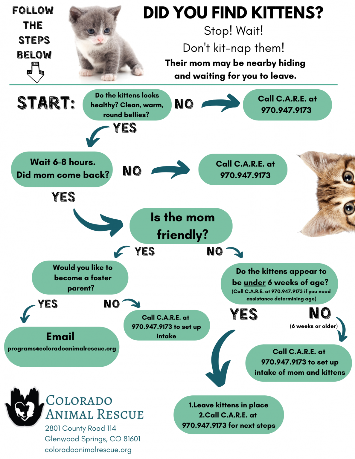 Have you found kittens? Here is the next step... - Colorado Animal Rescue