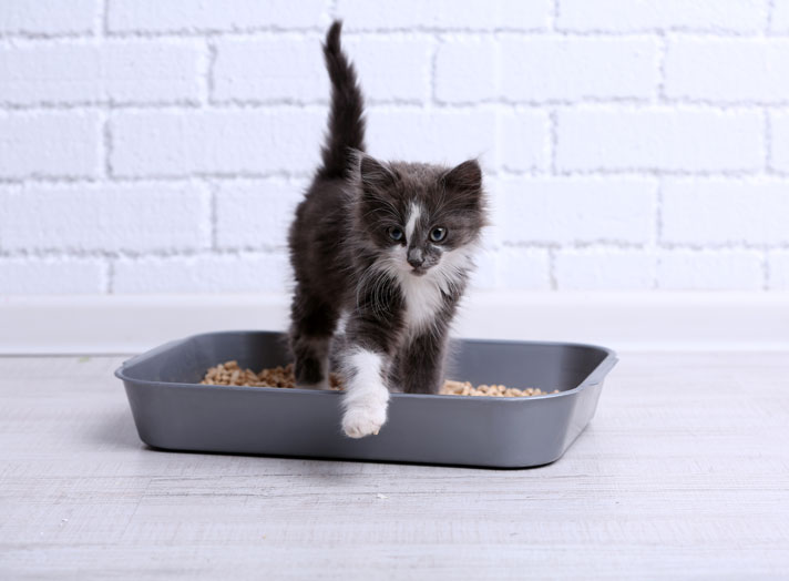 Kittens and the Litter Box - Colorado Animal Rescue