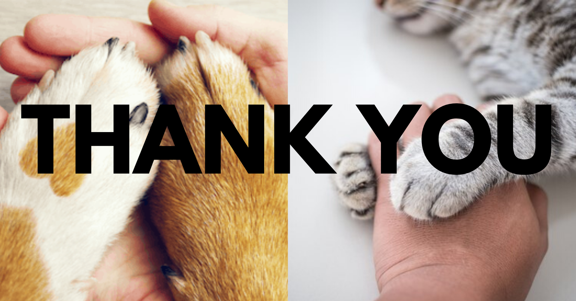 Thank You For Fostering - Colorado Animal Rescue