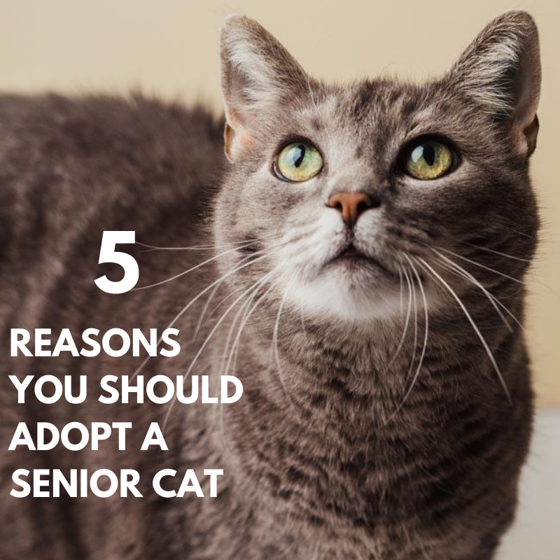 Benefits of Adopting A Senior Cat