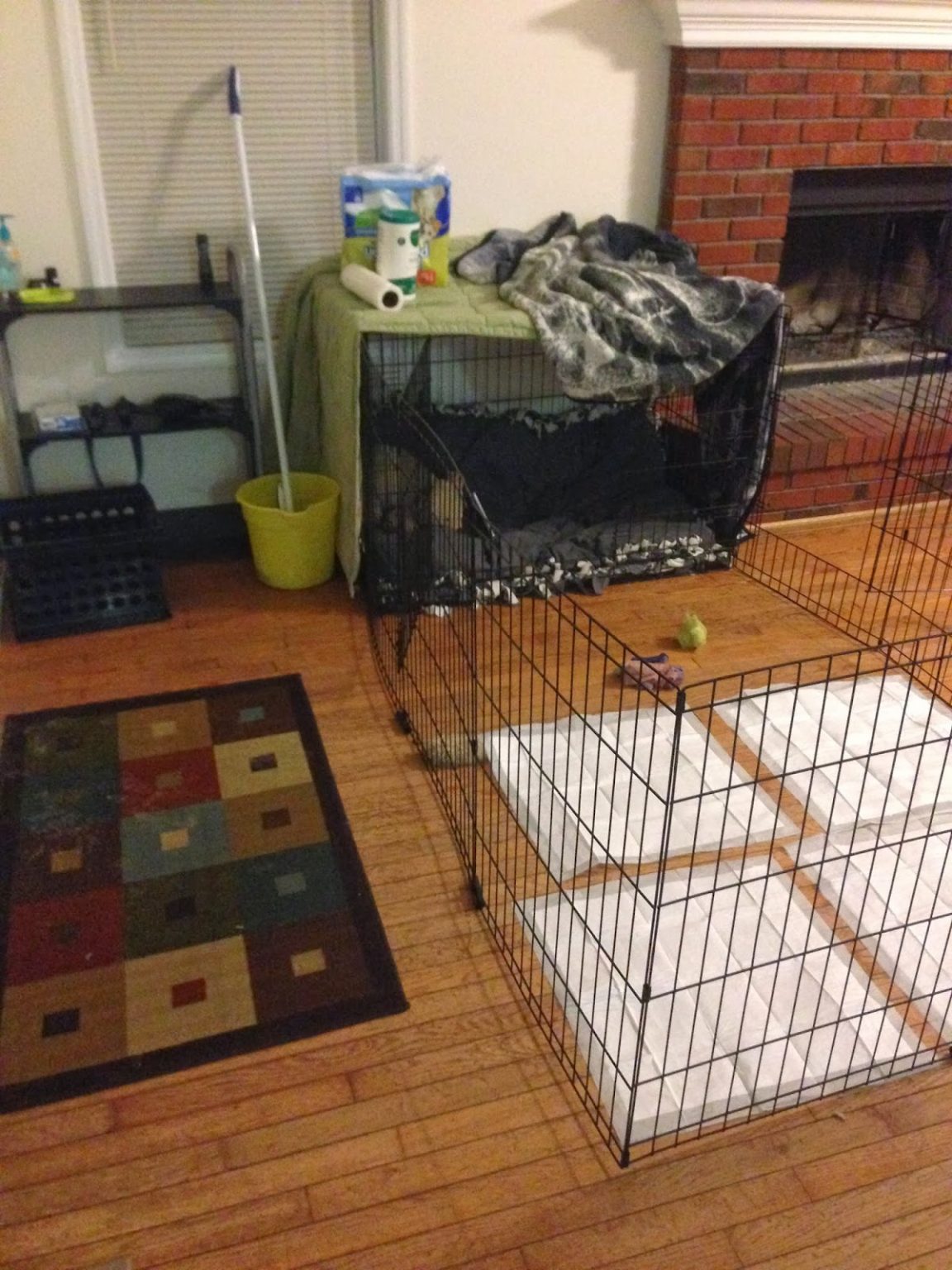 Preparing For Foster Puppies Colorado Animal Rescue