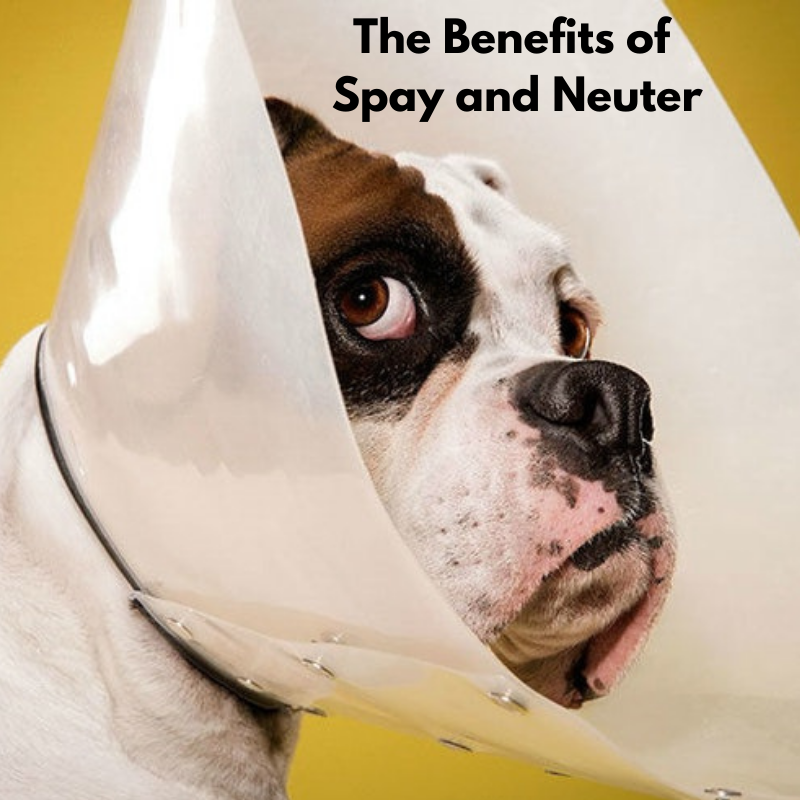 When to spay your puppy cheap