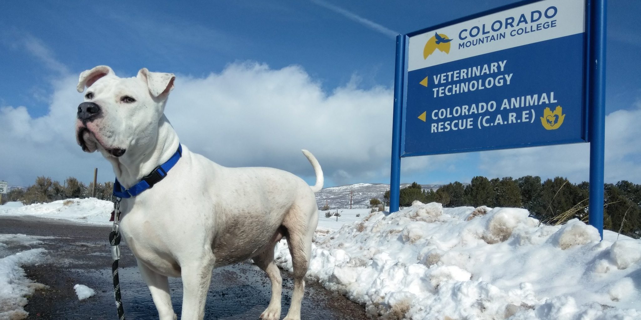 Colorado Animal Rescue Animal Shelter Glenwood Springs