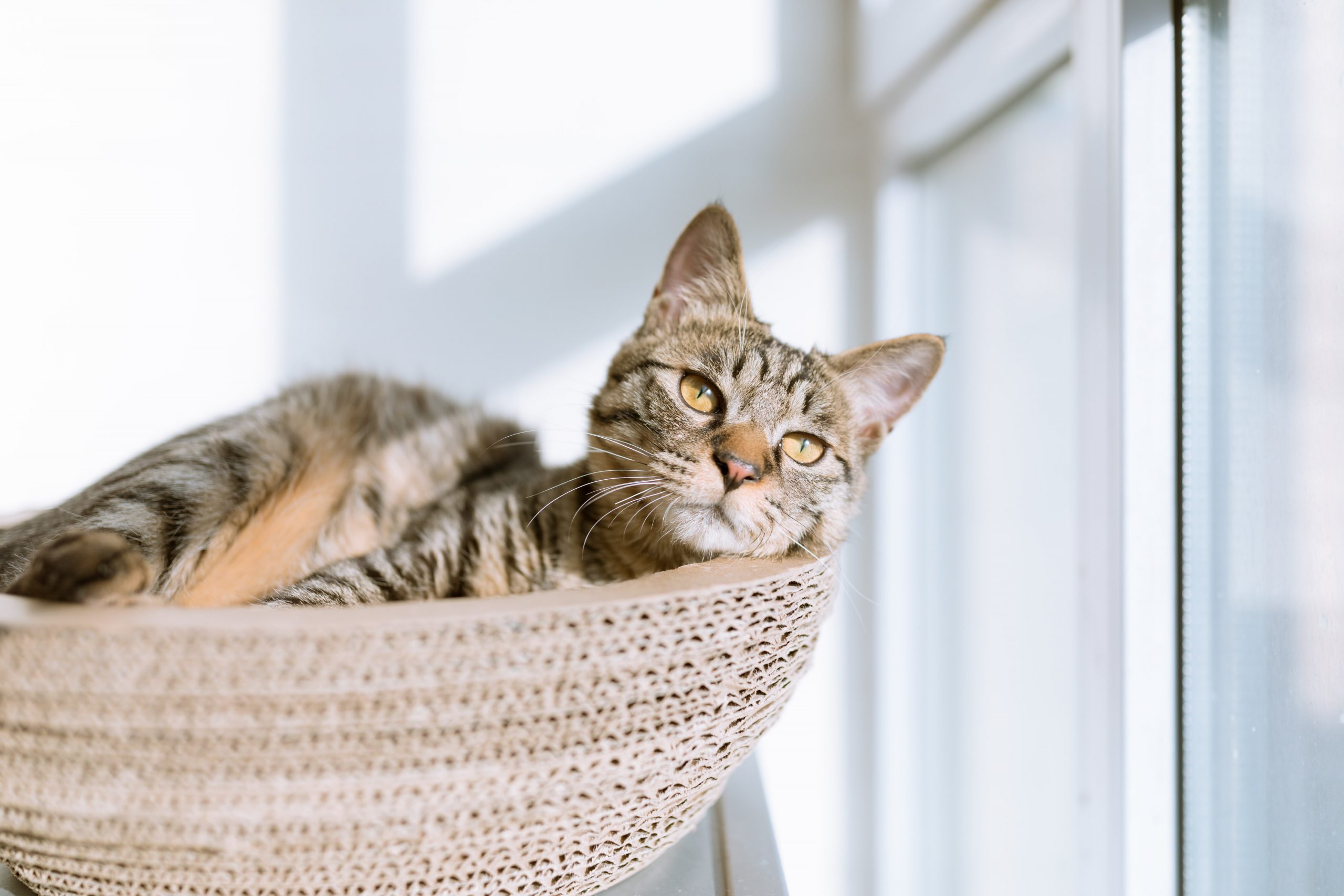 eric-han-wj6fmn1d-h0-unsplash