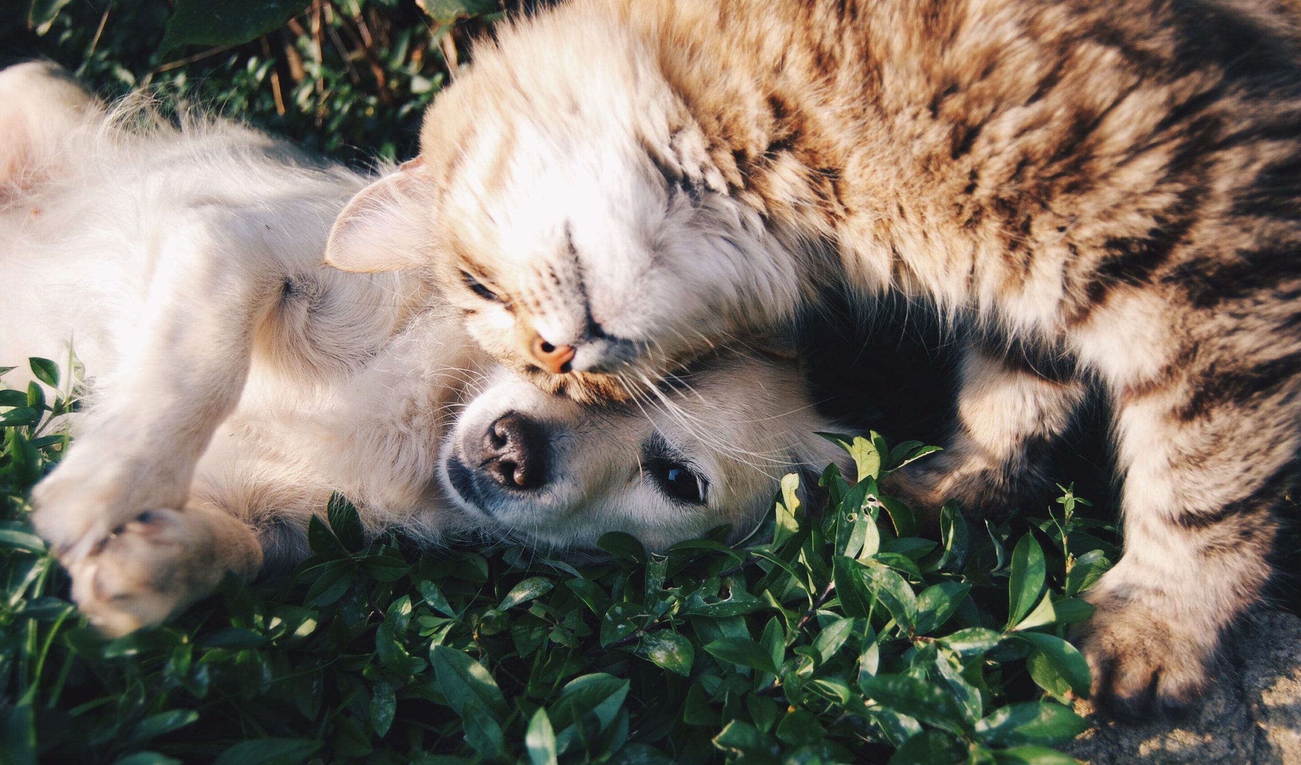 krista-mangulsone-9gz3wfhr65u-unsplash