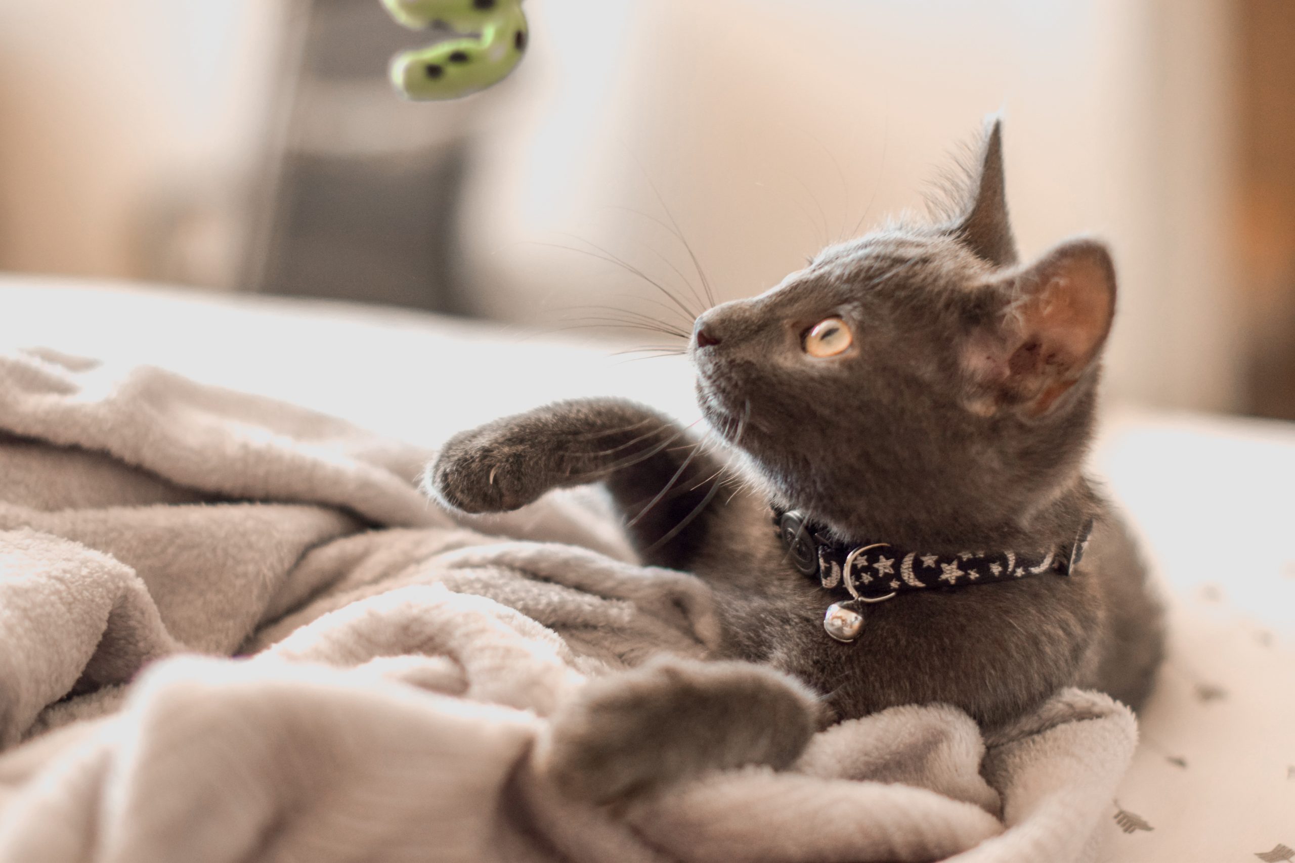 sarah-brown-vby4ais3-is-unsplash