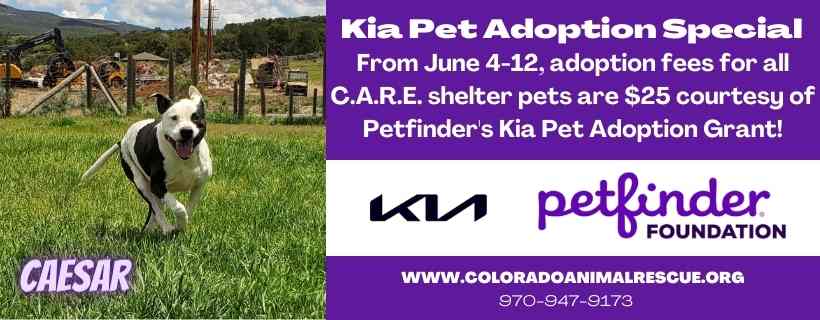 Kia Pet Adoption Event! - Colorado Animal Rescue