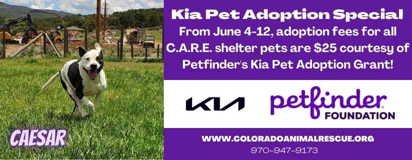Kia Pet Adoption Event! - Colorado Animal Rescue Kia Pet Adoption Event! - Colorado Animal Rescue