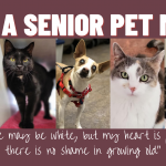 Adopt A Senior Pet!