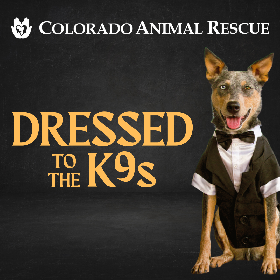 Colorado Animal Rescue - Animal Shelter | Glenwood Springs