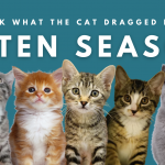 Are You Ready For Kitten Season?
