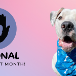 It’s National Foster a Pet Month!