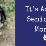 Why Choose a Senior Pet?