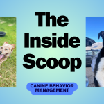 Canine Behavior Management in the News!