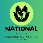 Adopt a Rescued Guinea Pig!