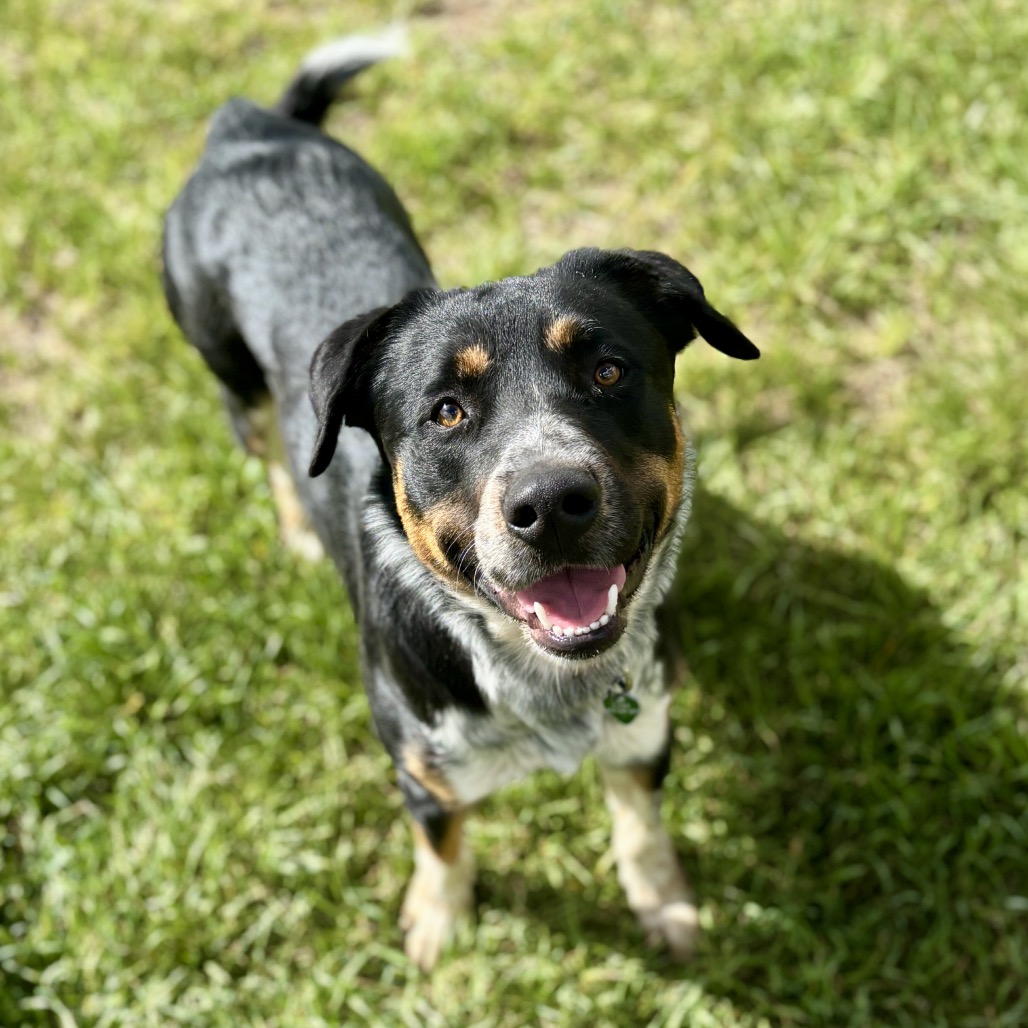 chance-pic-featured-pets