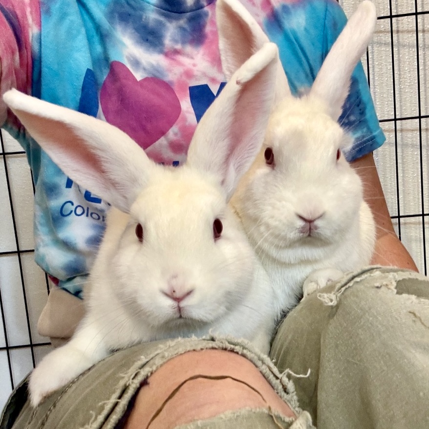 bunny-sisters-2
