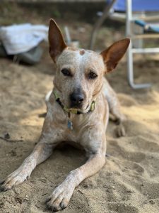Rebel the dog sitting in the sand and looking sweet