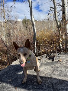 Rebel the dog sitting on a rock with mountains in the background