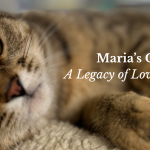 Maria’s Cat Fund: A Legacy of Love & Prevention