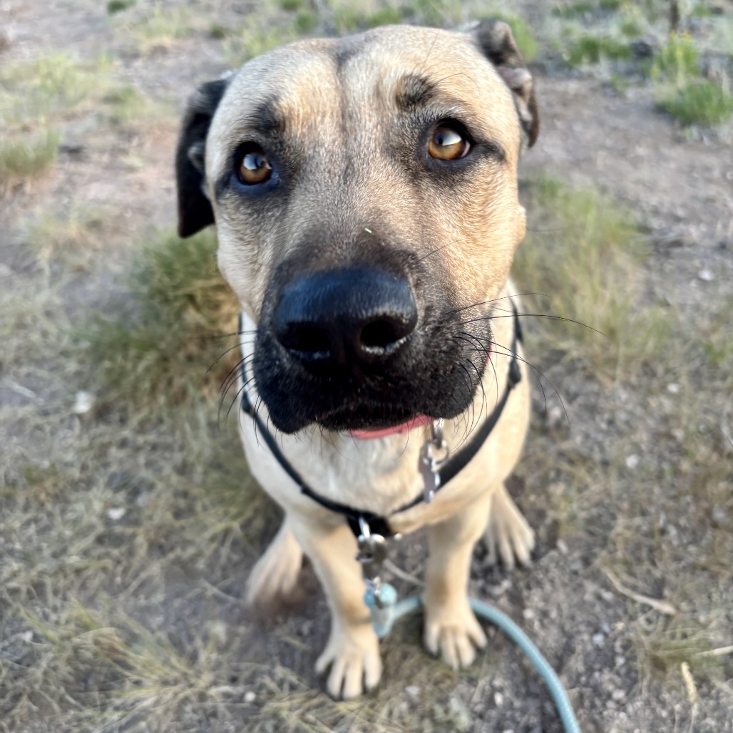arlo-2