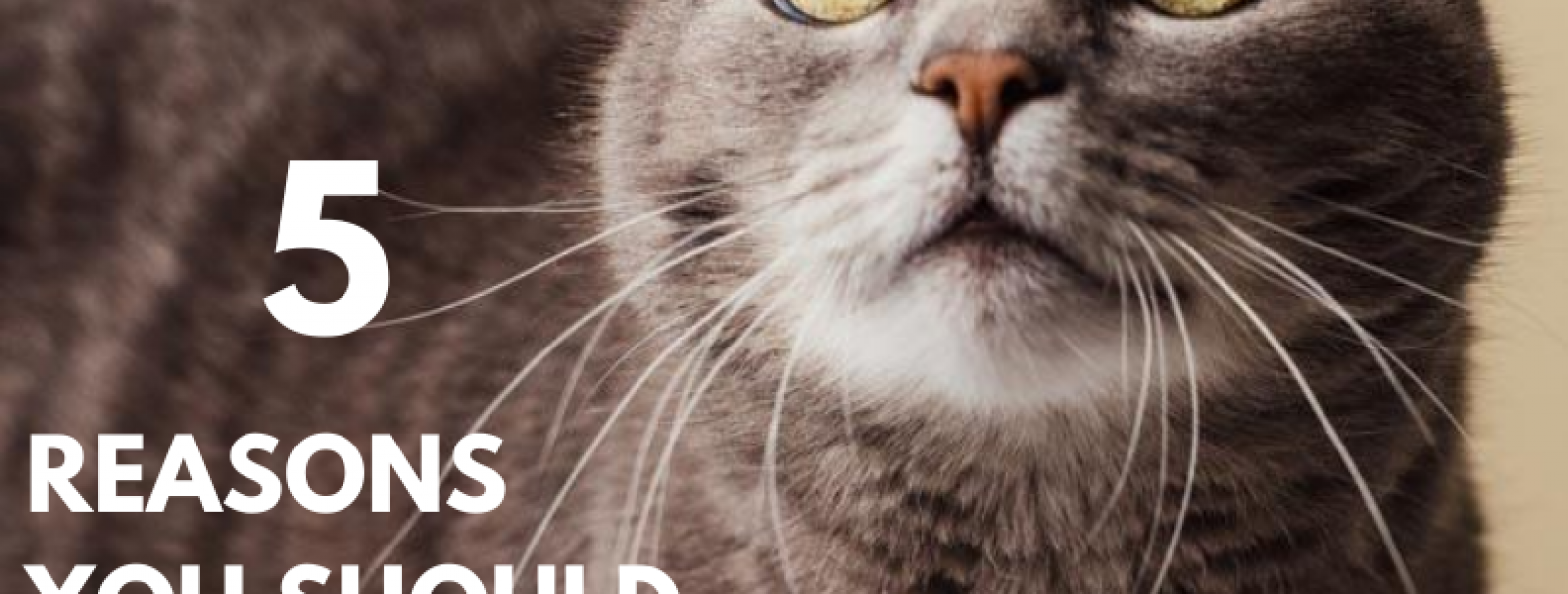 Why you should adopt a senior cat Colorado Animal Rescue