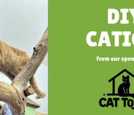 How To Build Your Own Catio (For DIY Enthusiasts)