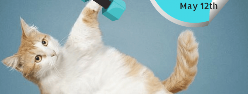 Chubby Cat Special!