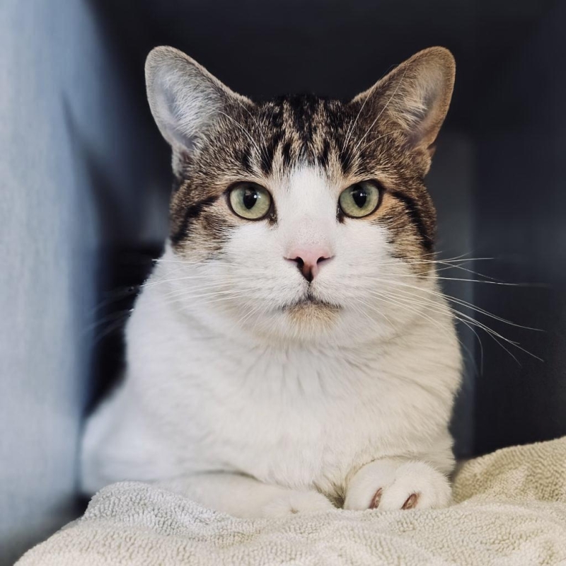 eggnog-featured-pet