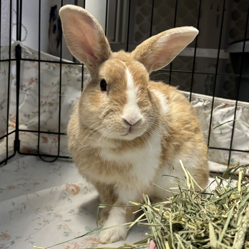 fb-bunny