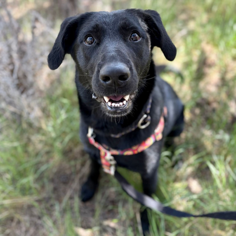 gwen