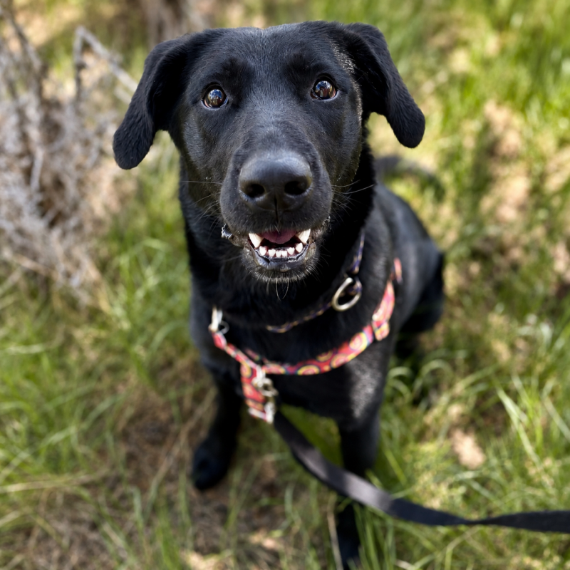 gwen
