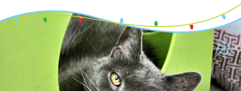 Empty the Shelters Holiday Hope Event!