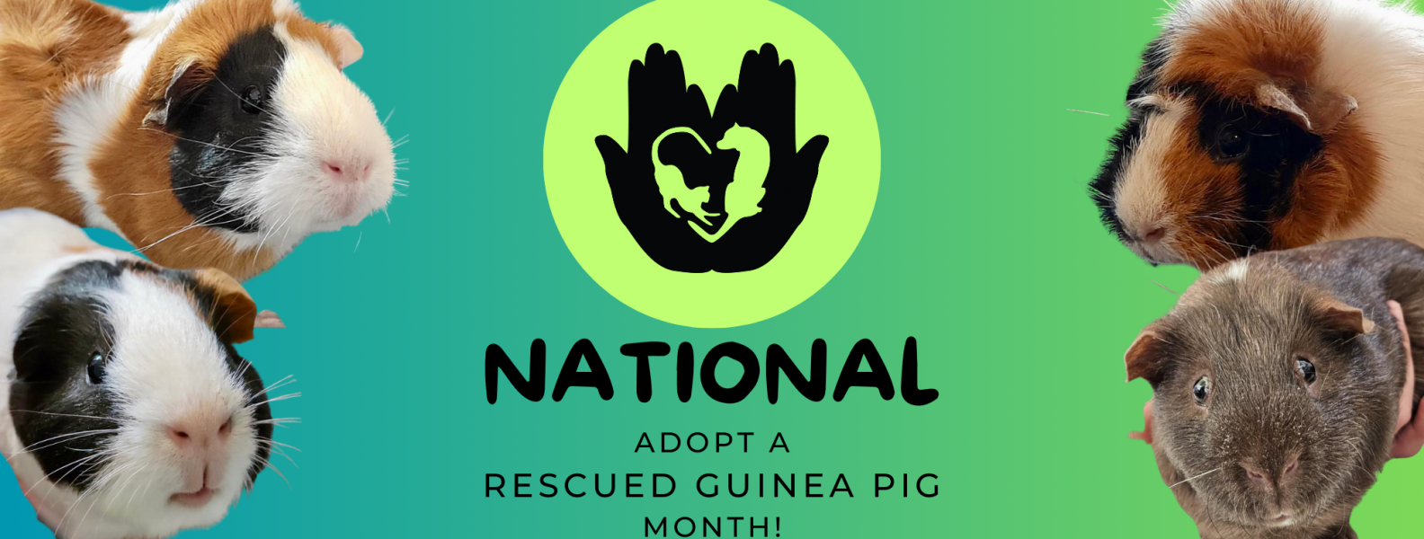 Image showcasing Adopt a Rescued Guinea Pig! - Colorado Animal Rescue