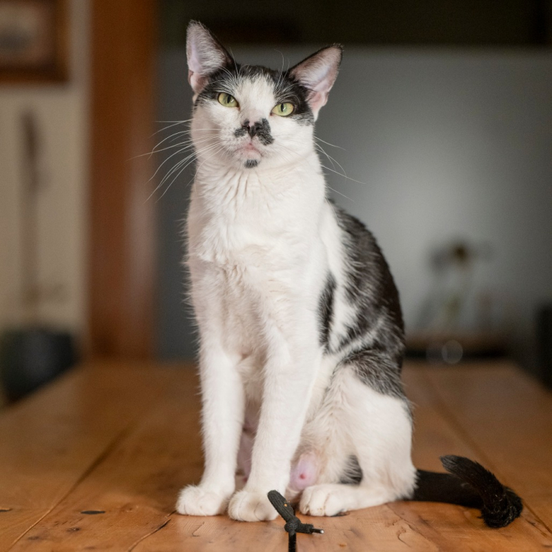 smudge
