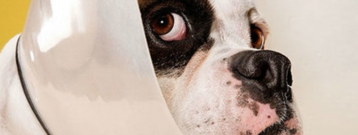 french bulldog spay surgery cost