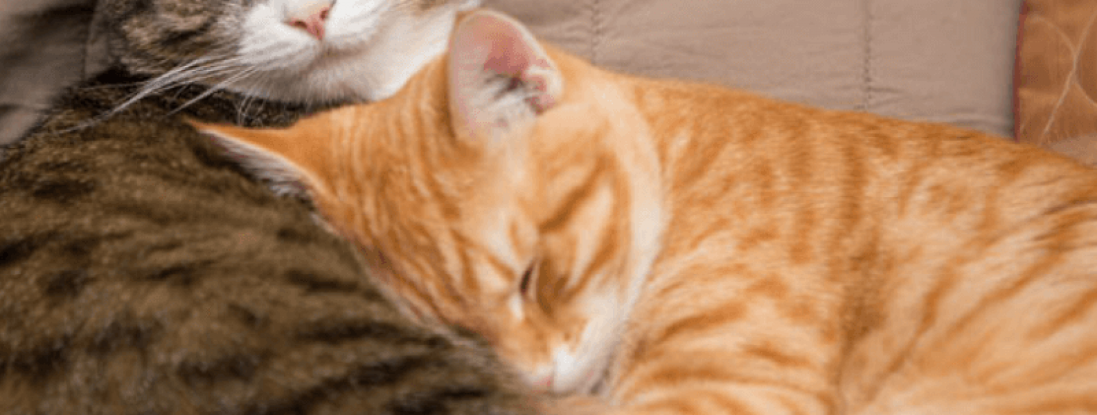 Why two cats are better than one Colorado Animal Rescue