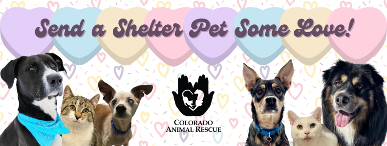 UPDATE: Send A Shelter Pet Some Love! SUCCESS