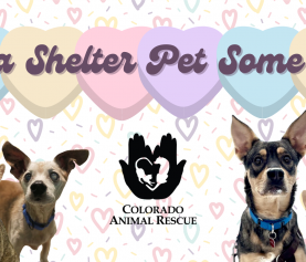 UPDATE: Send A Shelter Pet Some Love! SUCCESS